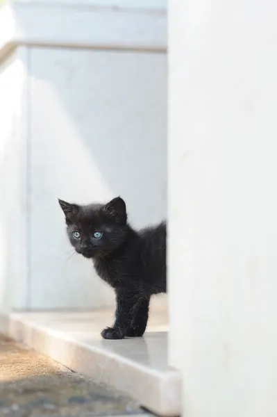 A primeira vez fora de casa — Fotografia de Stock