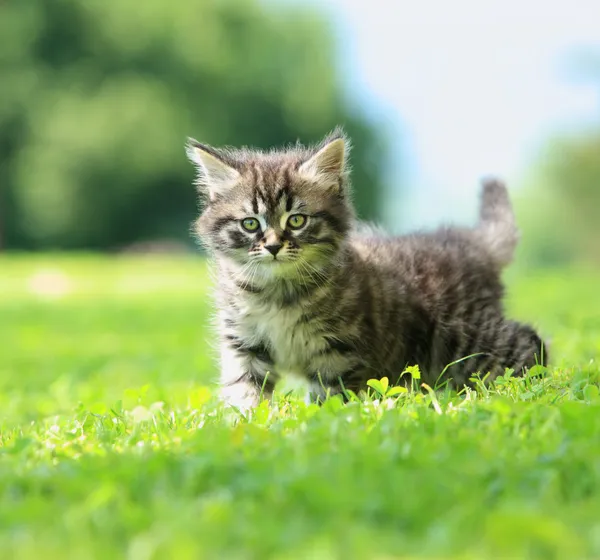 Gatinho — Fotografia de Stock