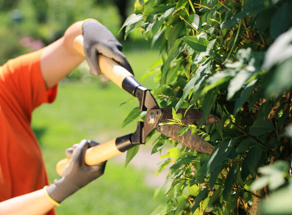 Hedge Trimming