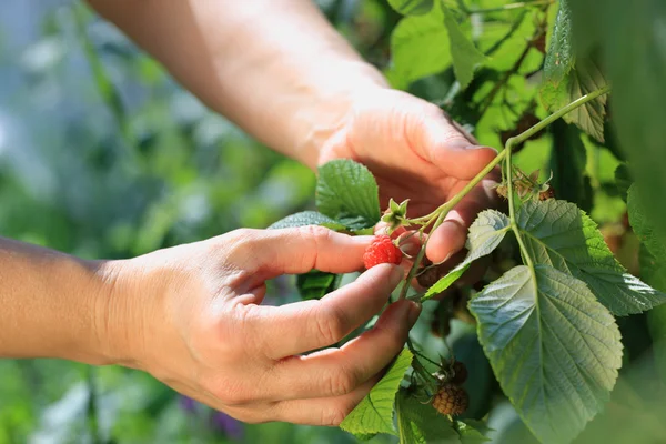 Picking a raspberry — Stock Photo, Image