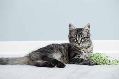 oynak yavru kedi
