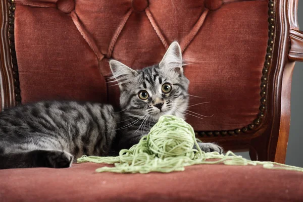 Kätzchen spielt mit einem Wollknäuel — Stockfoto