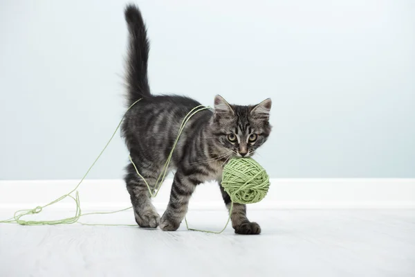 Gattino giocherellone — Foto Stock