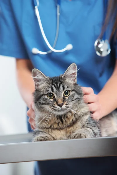 Veterinär vård av en söt katt — Stockfoto