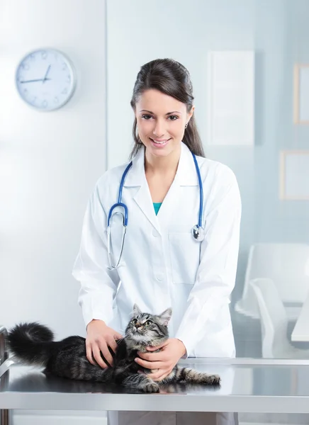 Veterinaria cuidado de un lindo gato — Foto de Stock