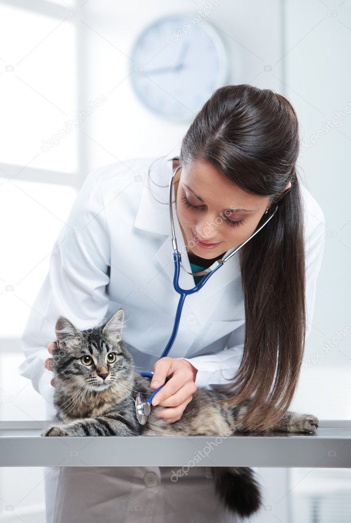 Veterinary caring of a cute cat