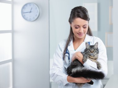 sağlıklı kedi