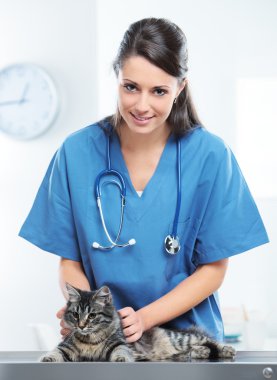 Veteriner şirin bir kedi Bakımı