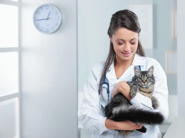 Healthy cat — Stock Photo, Image