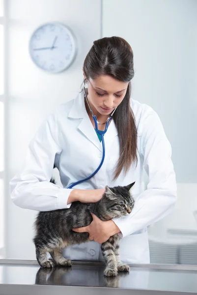 Veterinär vård av en söt katt — Stockfoto