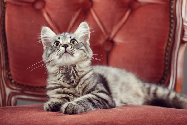 Kitten ontspannen op een barokke leunstoel — Stockfoto