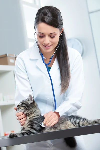 Veterinaria cuidado de un lindo gato —  Fotos de Stock