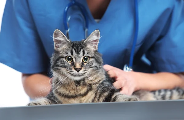 Állat-egészségügyi gondoskodó egy aranyos macska — Stock Fotó