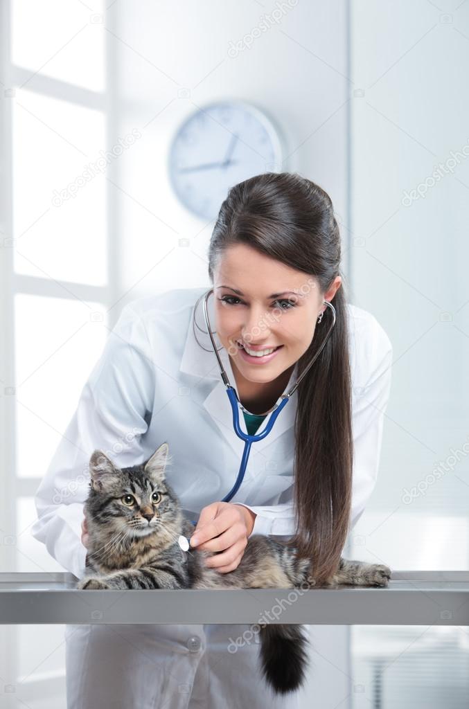 Veterinary caring of a cute cat
