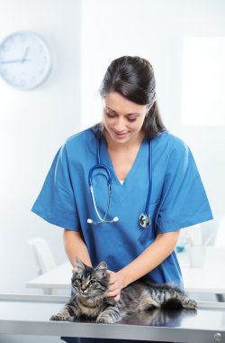 Veteriner şirin bir kedi Bakımı