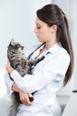 bir kedi ile veteriner