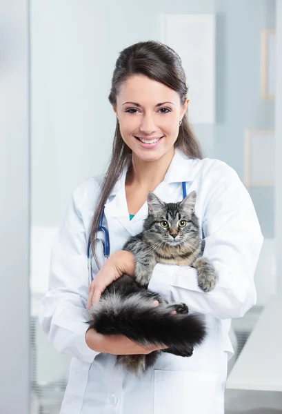 Healthy cat — Stock Photo, Image