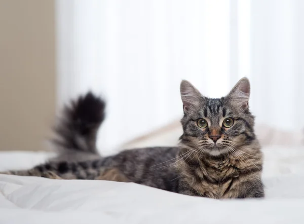 Gato na cama — Fotografia de Stock