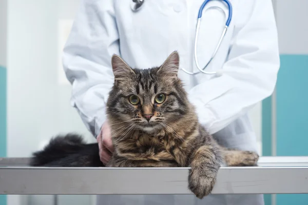 Veterinář a kočka — Stock fotografie
