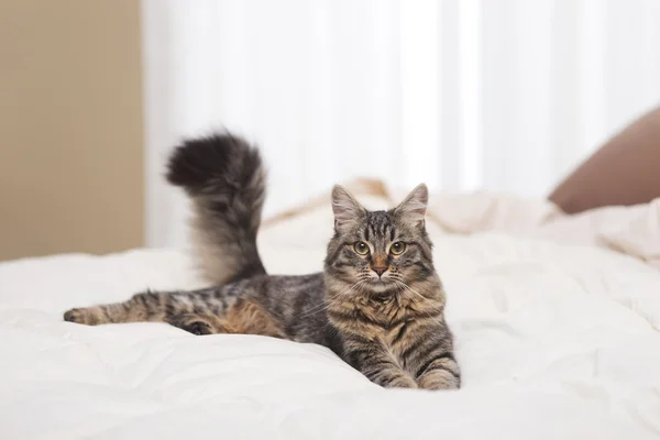 Gatto sul letto — Foto Stock