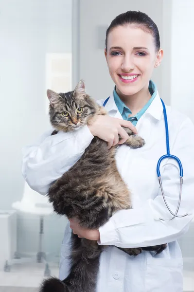 Veterinář a kočka — Stock fotografie