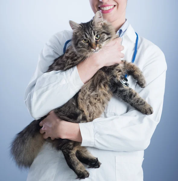 Veterinär- och katt — Stockfoto