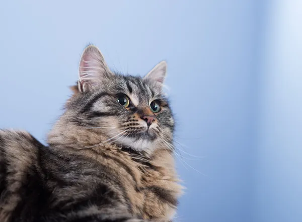 Красивая поза кошки — стоковое фото