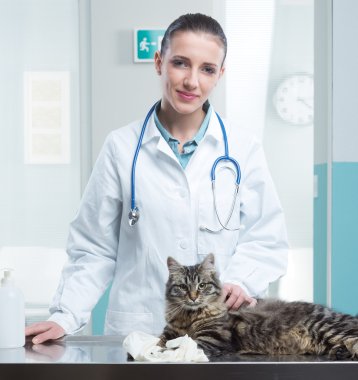 Veteriner ve kedi