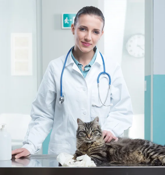 Veterinář a kočka — Stock fotografie