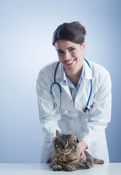 Veterinární a kočka — Stock fotografie