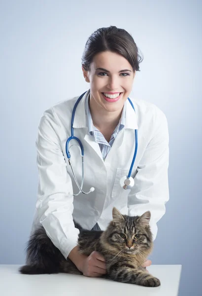 Veterinární a kočka — Stock fotografie