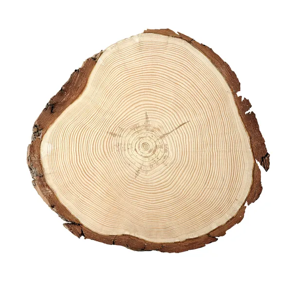 Wood cross section