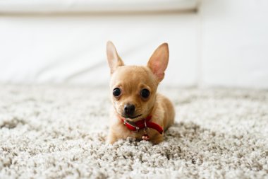 Chihuahua oturma odasında