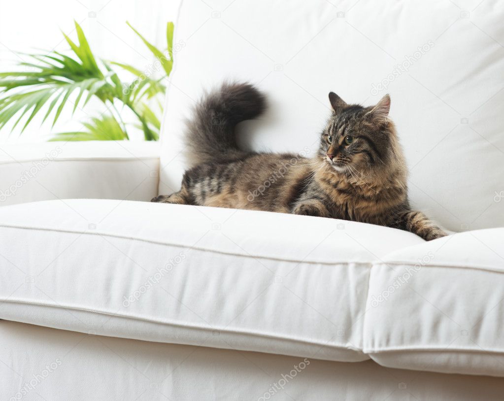 Beautiful cat at home Stock Photo by ©stokkete 43546011