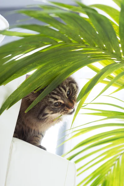 Beautiful cat with plant — Stock Photo, Image