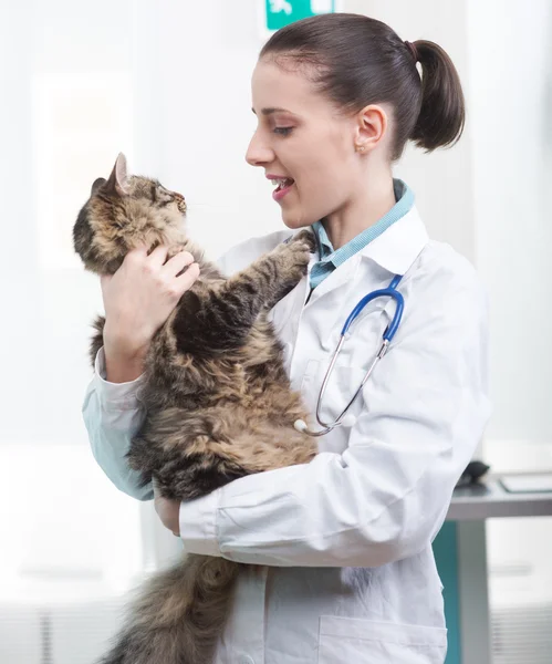 Veterinário e gato — Fotografia de Stock