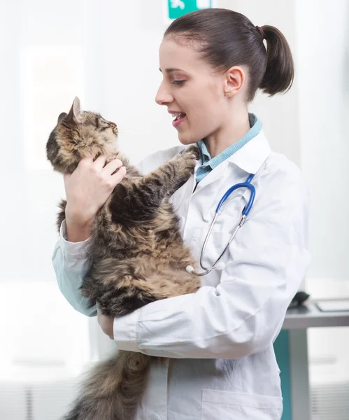 수 의사와 고양이 — 스톡 사진