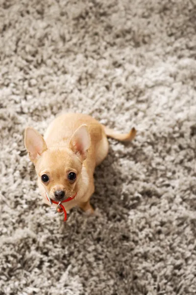 Chihuahua — Stock Photo, Image