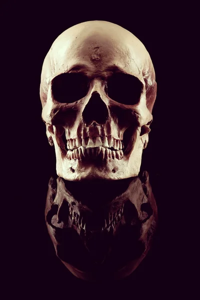 Human skull — Stock Photo, Image