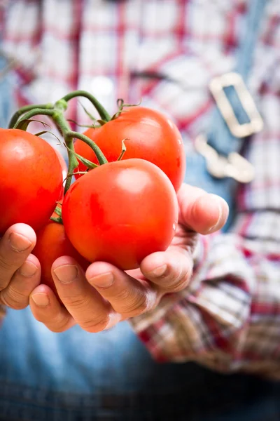 Çiftçinin organik taze domates — Stok fotoğraf
