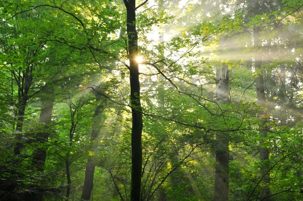 Wald Stockbild