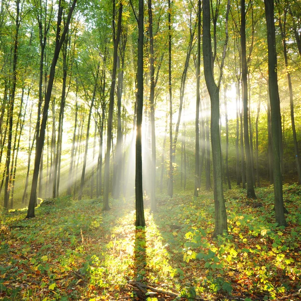 Wald Stockbild