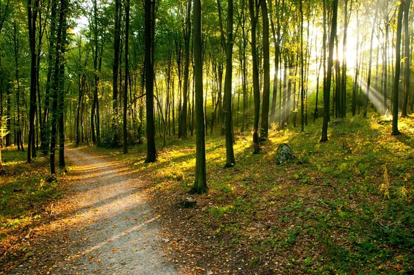 Skog – stockfoto