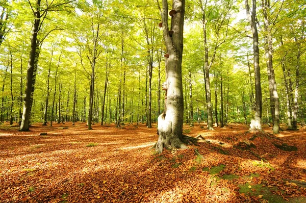 Bosque — Foto de Stock