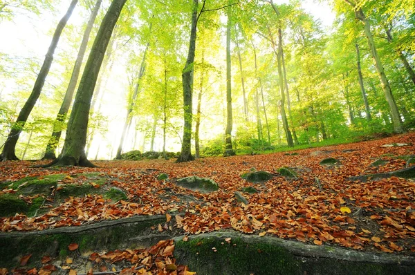 Bosque — Foto de Stock