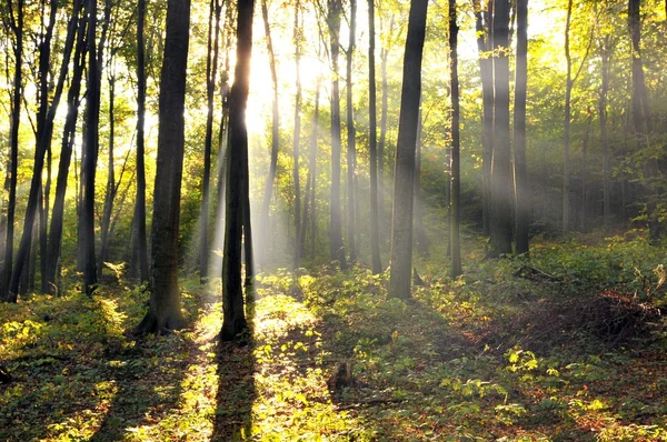 Bosque — Foto de Stock