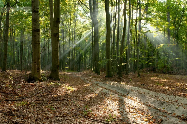 Forest — Stock Photo, Image