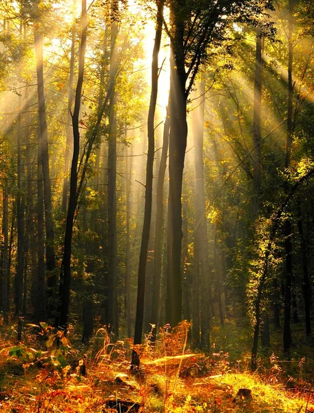 Skog — Stockfoto