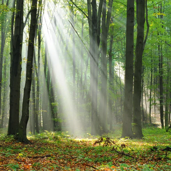 Wald — Stockfoto