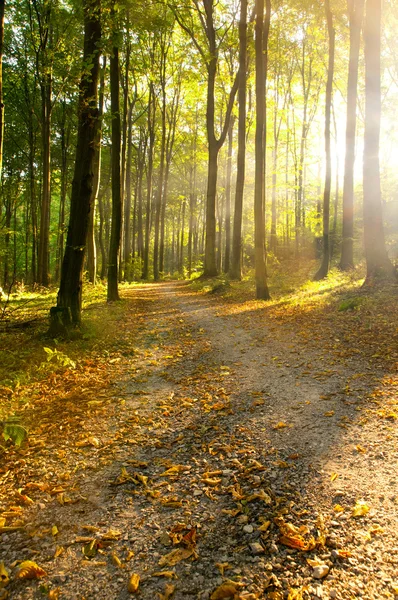 Bosque — Foto de Stock